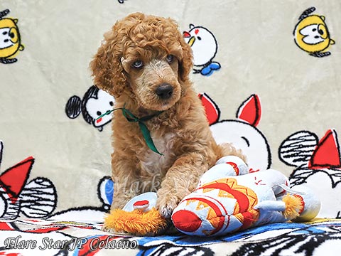 �X�^���v�[�e��